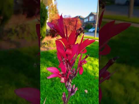 美人蕉 Canna bloom in autumn #garden #flowerarrangement #花 #花园 #gardening #花