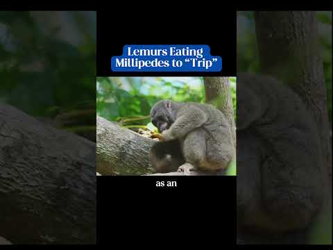 Lemurs "Tripping" on Millipedes #Shorts #Animals