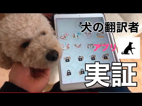 実証！犬の翻訳者アプリの効果とは！？