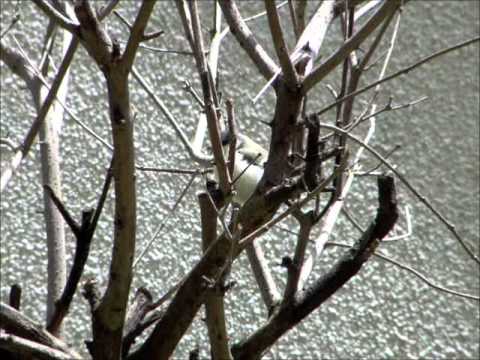 Japanese Tit