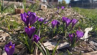 小院流水：藏红花crocus、荷兰鸢尾dutch iris，花期居然2-3周