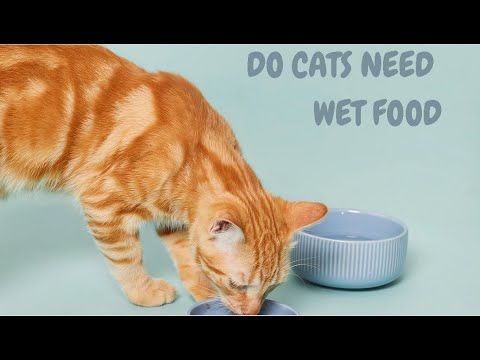 Do Cats Need Wet Food