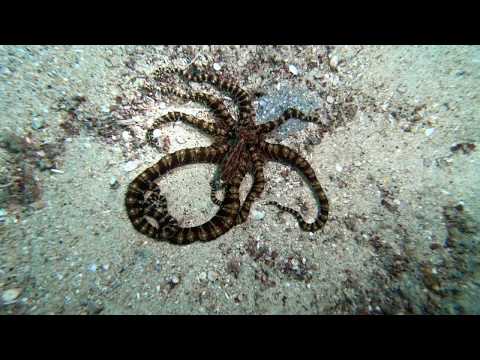 BEAUTIFUL SCUBA DIVING FROM PUERTO GALERA PHILIPPINES MAY 2019 2.7K