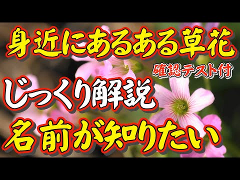 －今回はじっくり解説－【身近な草花の名前が知りたい人へ】細かい情報より、どこにでも「あるある草花」について、その名前を知りたい。「日本で一番ユーモラスな理科の先生」が自ら撮った草花動画で解説します。