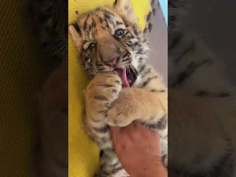 Babies are all cute little tigers from childhood. How cute can a little tiger be?