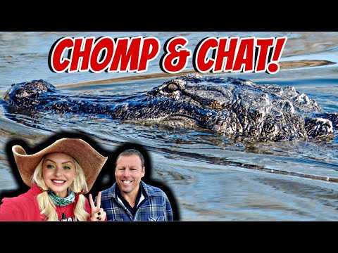 Alligator Feeding! CHOMP & CHAT!