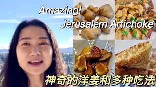 Amazing! Jerusalem Artichoke 神奇的洋姜和多种吃法#sunchoke #sunroot #earth apple #wild sunflower #菊芋 #鬼子姜