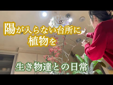 室内森化計画🌳陽の入らない台所も植物にいて欲しい🪴亀の庭活🐢ご近所の素敵なお店💐☕️#観葉植物#犬#ダックス#ねこ#亀#生き物#暮らし#ブログ#vlog #日常