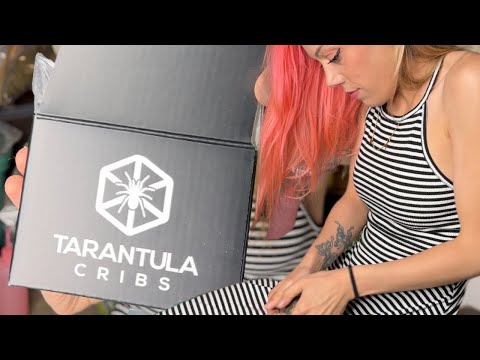 TARANTULA UNBOXING into TARANTULA CRIBS