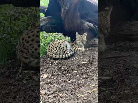 #San Diego Zoo, #SanDiegozoo #inoneminute