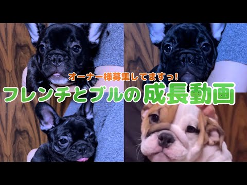 【子犬動画】フレブルちゃんとブルちゃんの成長動画！！新しいご家族も募集してます👨‍👩‍👧‍👦