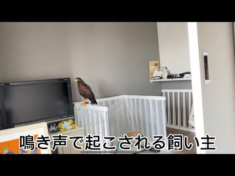 【鷹と会話】おはよう！！！！！！