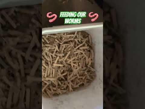 Feeding our hungry worms!! #worms #wormcomposting #wormcastings