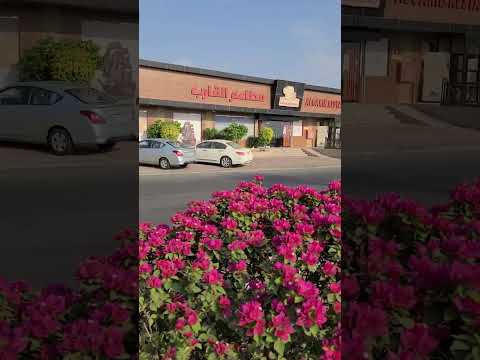 Flowers Blooming Inside Road in Saudi Arabia