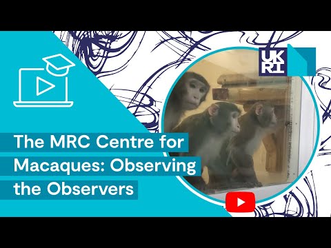 The MRC Centre for Macaques | Observing the Observers