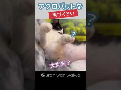 毛づくろい　＃保護猫#毛づくろい#はちわれ猫　https://youtu.be/mfo_vaj2vRA