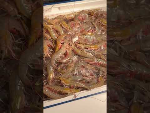 Shrimp limits