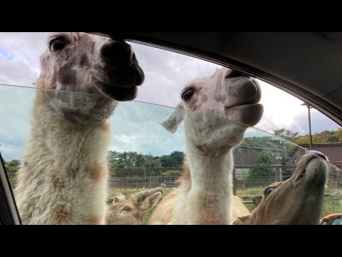 福島県 二本松 Part２【東北サファリパーク】