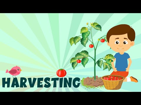 What is Harvesting? - Types and Methods of Harvesting - Learning Junction