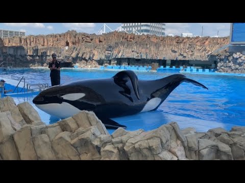 【名古屋港水族館】シャチの公開トレーニング [Port of Nagoya Aquarium] Public training for killer whales