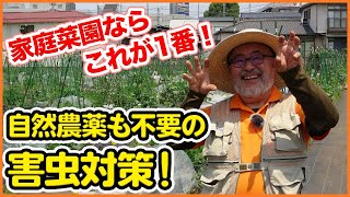 害虫駆除の基本！自然農薬も使わない家庭菜園での対策方法！アオムシ・タバコガ・アブラムシ・ヨトウムシ何でもコレで解決！【害虫対策】【益虫】