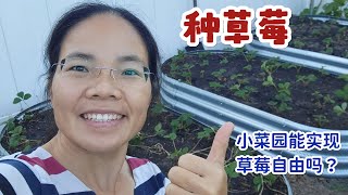 兔妈小菜园种草莓，搭床放肥填土，种了满满一片，今年要实现草莓自由了吧！