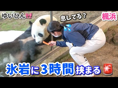 【パンダアイドル楓浜】飼育員さんも心配になり必死の呼びかけ！全くお騒がせな姉🐼💦