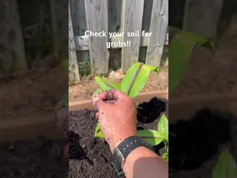 Check your soil for grub worms! #garden #fishing