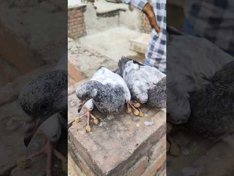 Roller Pigeon Baby In Darbhanga Bihar ☺️ // Top collati Roller #shots #kabootar #darbhangapigeonyt