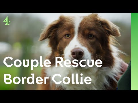 Distressed Collie finds comfort with a couple | The Dog House 🐶 | Margot the Collie