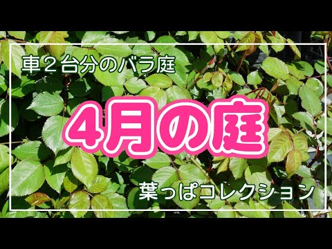 2022年4/7、4/8の庭🌹最近のお世話とバラの葉コレクション