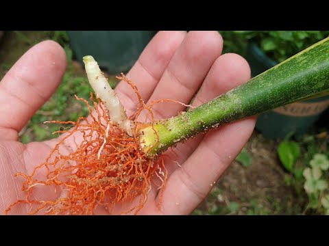 Plant cuttings | How to propagate Snake plant by Leaf Cuttings with Sand | Snake plant propagation