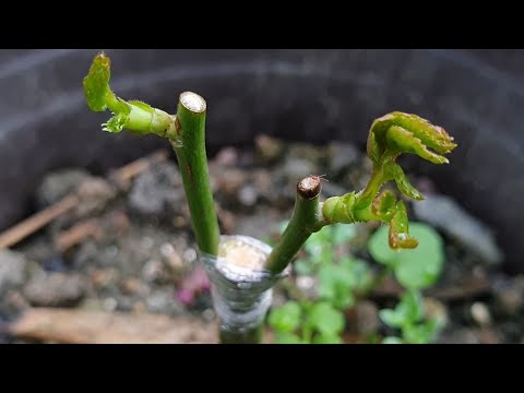 Grafting plants | Rose grafting - How to graft the rose on a tree | 月季（玫瑰）嫁接 - 如何簡單嫁接一棵月季樹