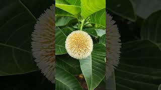 Kadambam flower...