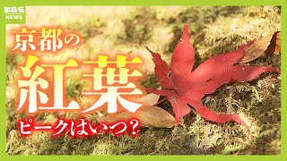 ピーク遅れる「京都の紅葉」…ツアー客は例年より少な目？叡山鉄道はライトアップを延長　観光協会は『観光客の分散』に期待（2024年11月22日）