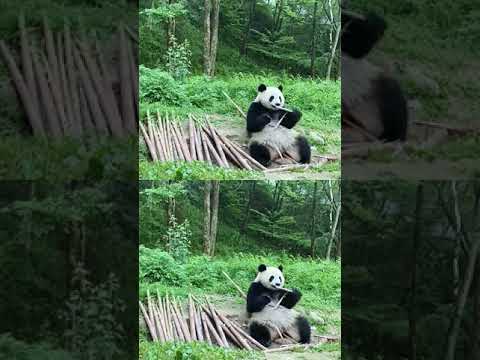 パンダが竹を食べるのを見るのは一種の楽しみだ🥰Ever time I feel comfortable when I see the cutie eating something