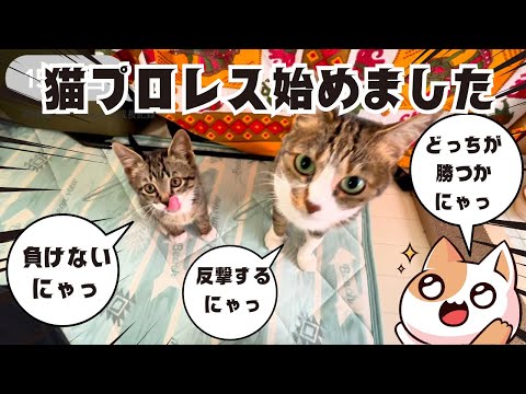 【溝で泥だらけだった子猫と先住猫が大乱闘‼️】犬のように噛みちぎる子猫