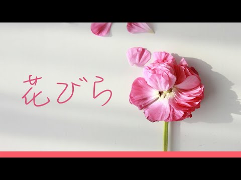 花びら (Hanabira - Flower Petals): Lyrics written by Human & Music generated by Suno AI