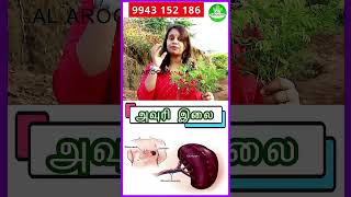 Avuri Leaves Benefits | Hair Problem Solutions #avurileavves #tamilhealthtips #tamilhealthtipsvideo