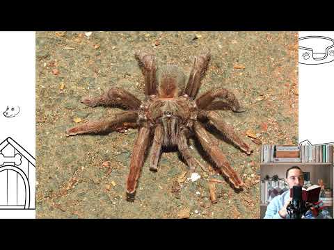 Tarantula. Pros and Cons, Price, How to choose, Facts, Care, History