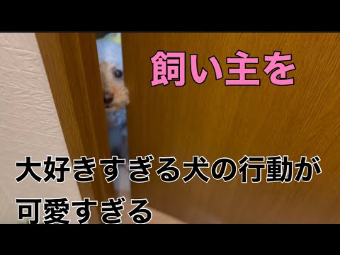 飼い主が好きすぎる犬の行動がかわいすぎる😊The behavior of the dog that the owner likes too much is too cute