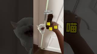 喵：好险，差点没夹住！ #猫咪的迷惑行为 #猫咪的两幅面孔