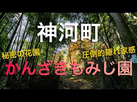 【神河町】かんざきもみじ園という名の秘密の花園/ The Secret Garden for Autumn Leaves in Kamikawa Town, Hyogo Japan