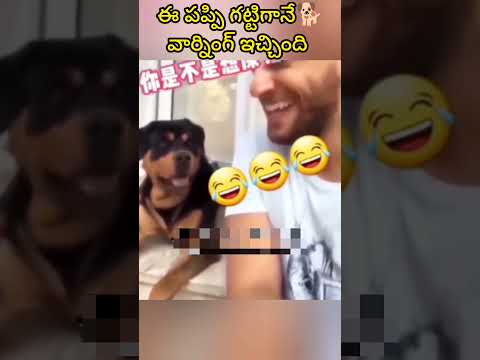 దానికి మెంటల్ ఎక్కితే🐕మనోడి పనైంద్ది🤣👉 #shorts #funny #comedy