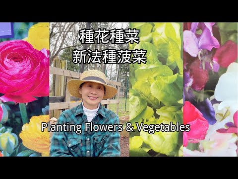 【園藝】自創種菠菜方法｜移栽花毛茛小苗｜種甜豆花｜How I Plant Spinach｜Transplant Ranunculus｜Planting Sweet peas