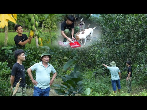 Harvesting papayas to sell at the market, Buying land to expand the farm, visiting Big Mic's family