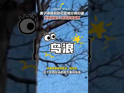 12月29日，山東東營。男子傍晚拍到花臉鴨萬鴨歸巢，聲音超級大，感覺非常震撼。#萬鳥歸巢 #鳥浪 #花臉鴨