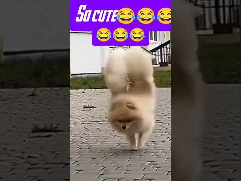 Cutie dog#cutedog #puppy #shortvideo #viralvideo #ytshorts #shortsvideo #viralshorts #dog #doglover