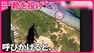 【まさか】誤って落としたサンダルを…動物園のチンパンジー“驚きの行動”　中国