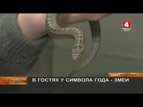 В ГОСТЯХ У СИМВОЛА ГОДА - ЗМЕИ